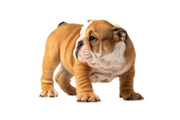 English bulldog puppy isolated on a white background