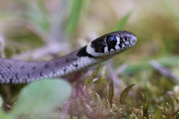 Natrix astreptophora juvenile