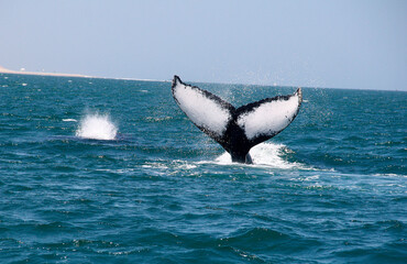 Fototapeta premium Aleta caudal de ballena jorobada. 