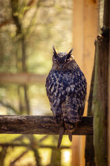 Obraz premium Vogel am Morgen