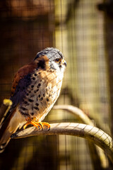Vogel am Morgen