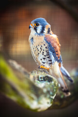 Vogel am Morgen