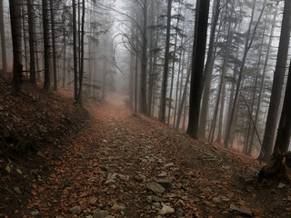 Fototapeta premium Mgła w lesie 