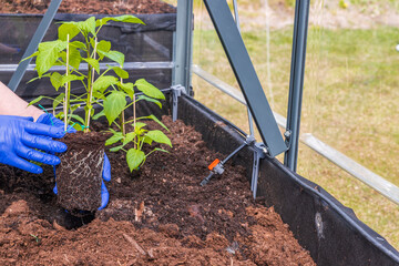 View of female hands in blue gloves holding paprika seedling ready to be planted out to greenhouse. Sweden.