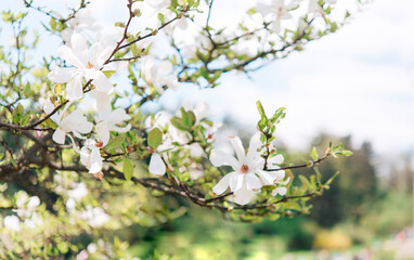 Beautiful flowering on a sunny day, flowering tree - beautiful flowering branch of magnolia in spring - magnolia flower