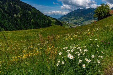 meadow with flowers