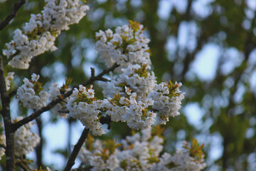 Kirschblüten im Frühling