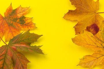 Naklejka na ściany i meble Autumn maple leaf close-up on yellow background. rich color background