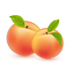 Peach vector. Sweet summer fruit isolated on white background. Two realistic peaches with green leaves. Vector 3d  illustration EPS10