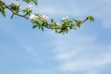 Close up on white apple blossoms isolated on blue sky.