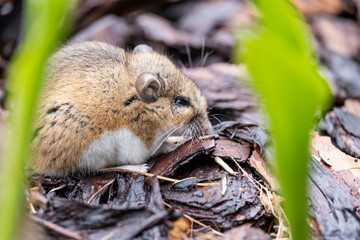 Mouse in a Garden Foraging