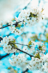 White blossoming flowers on Almond Tree