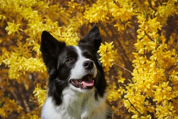 Close-up of Adorable Black and White Border Collie Dog with Yellow Forsythia during Spring.