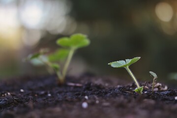 Young Green Strawberry Leaf Growing in Fertile Soil. Fragaria x Ananassa in the Garden. Sustainability, Growth, Life.