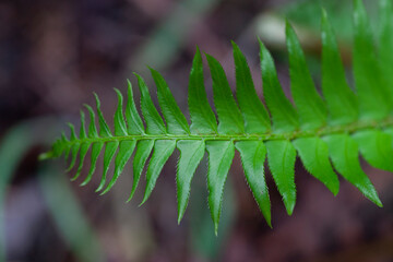 sword fern plant in the wilderness
