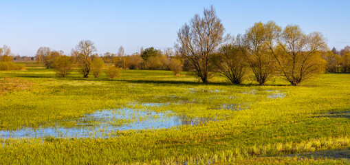 Early spring panoramic view of Narew river valley wooded wetlands and nature reserve in Zajki village near Wizna in Podlaskie voivodship in Poland - obrazy, fototapety, plakaty