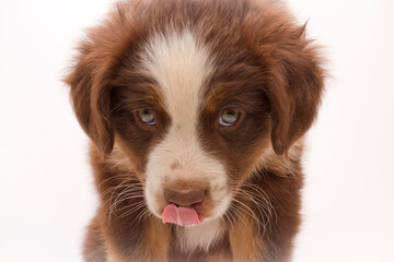 Close-up portrait of a six-week old tri-colored Australian Shepherd puppy on a simple white background.