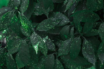 Green leaves pattern background, Natural background and wallpaper