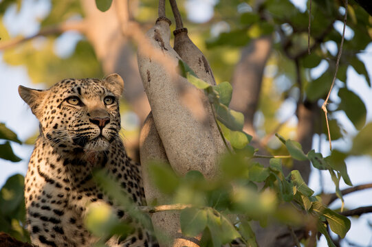 Fototapeta A leopard portrait taken in Botswana.