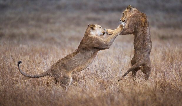 Lions, Lewa Wildlife Preserve, Kenya