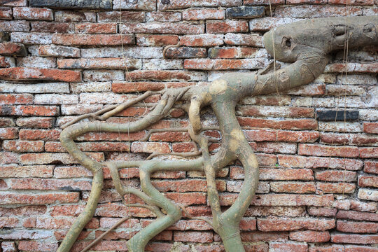 Tree roots growing on a brick wall. Wat Phra Mahathat temple. Ayutthaya (former capital of Siam). Ayutthaya Province. Thailand.