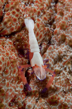 An emperor shrimp on a sea cucumber.