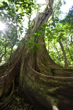 The buttresses of a majestic fig tree (ficus sp.) on Rincon de la vieja volcano, Costa Rica.