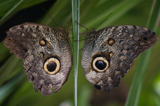Two butterflies, called owl eye butterflies rest on a branch in Mindo, Ecuador