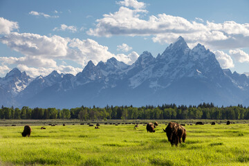 Scenic landscape image of bison in a meadow with the Teton Mountain Range as a backdrop, Grand Teton National Park, Wyoming.