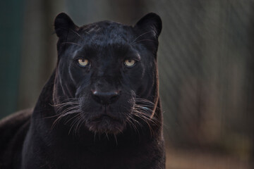 Portrait of a black African leopard.