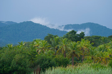 The lush forests of the San Blas Islands in Panama
