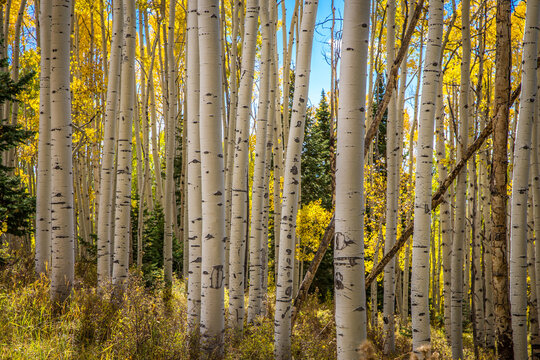 aspen