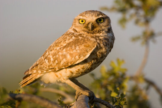 An adult burrowing owl in a small oak tree at a golf course in Davis, USA.