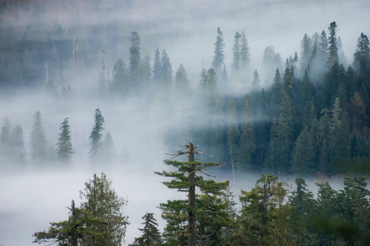 Conifer forest shrouded in mist, Glacier Peak Wilderness, Washington.