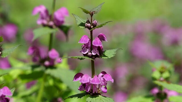 Spotted dead-nettle or purple dragon flowers in spring, Lamium maculatum