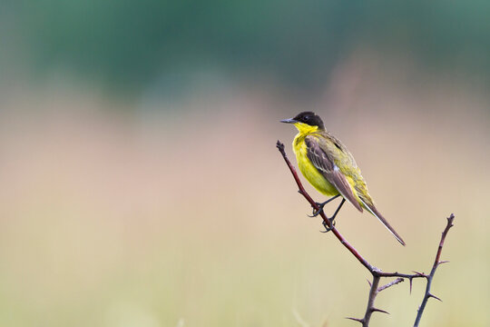 Black-headed Wagtail (Motacilla flava feldegg) male, perched on branch. Central Balkan National Park. Bulgaria.