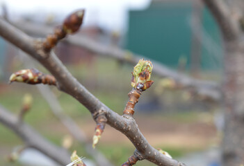 green leaves of currant bushes on buds germinate in the open ground in the garden in spring