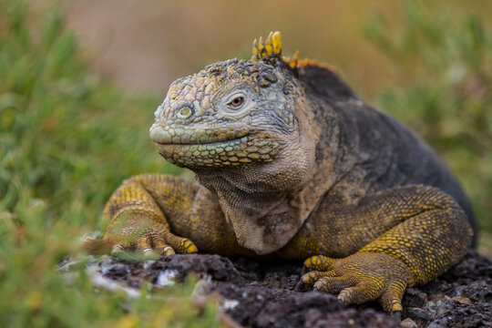 Tight portrait of a Galapagos Land Iguana surrounded by green. Galapagos Islands, Ecuador