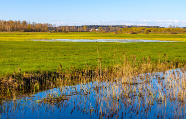 Early spring panoramic view of Narew river valley wooded wetlands and nature reserve in Zajki village near Wizna in Podlaskie voivodship in Poland