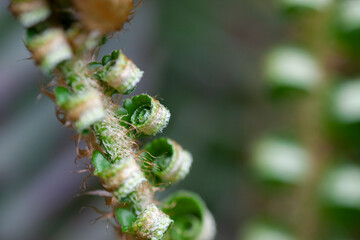 sword fern plant in the wilderness