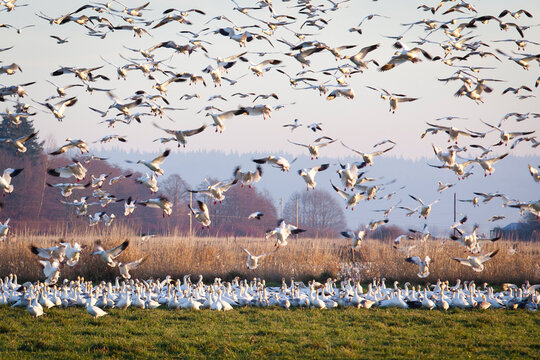 A large flock of snow geese fly above a field - Fir Island, Skagit County, Washington State