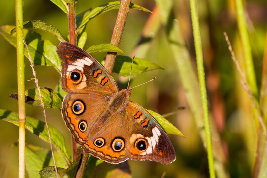 A Common Buckeye (Junonia coenia) butterfly in Virginia.