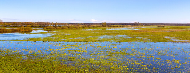Early spring panoramic view of Narew river valley wetlands with marsh-marigold flowers and nature reserve in Zajki village near Wizna in Podlaskie voivodship in Poland - obrazy, fototapety, plakaty