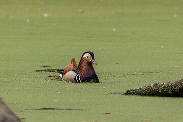 Mandarinente auf grünem Teich