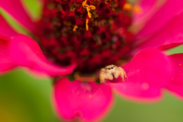 A jumping spider waits for prey on a flower, Las Mangas, Honduras.