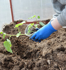 a woman in gloves plants cucumber seedlings in the ground in a greenhouse for a good harvest of vegetables