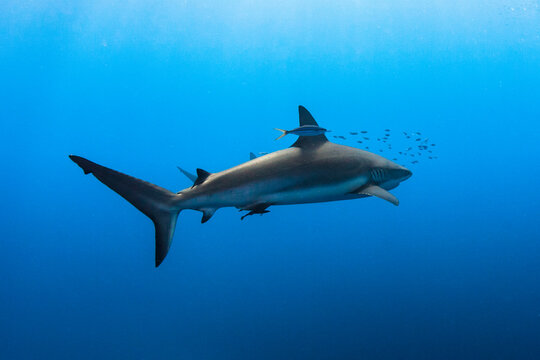 Cuba, Jardines de la Reina. A silkie shark swimming with fishes around.