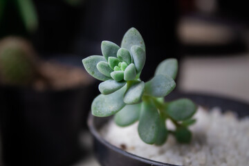 A simple and beautiful succulent in the growth stage.