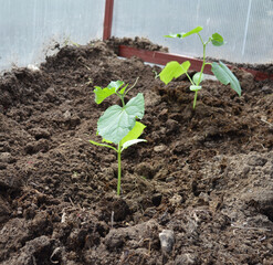 a woman in gloves plants cucumber seedlings in the ground in a greenhouse for a good harvest of vegetables