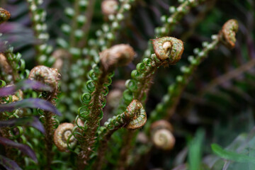 sword fern plant in the wilderness